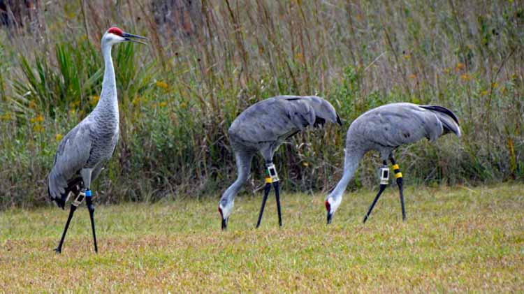 sandhill cranes